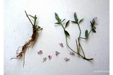 Rungia repens fullplant3.jpg